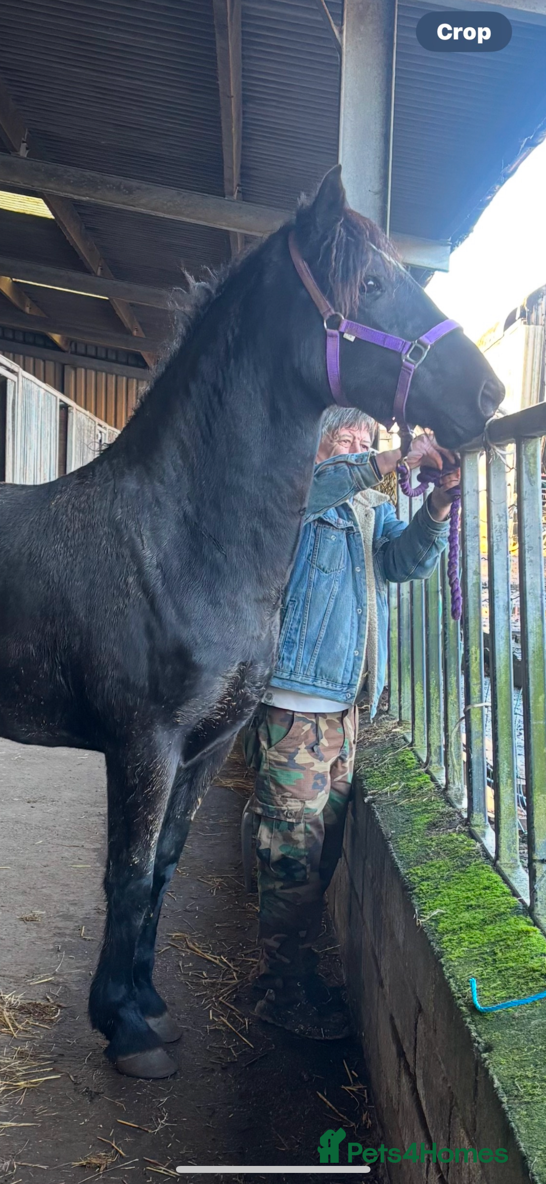 Welsh Section D horses for sale: Section D beautiful Black Mare Magic - Image 3