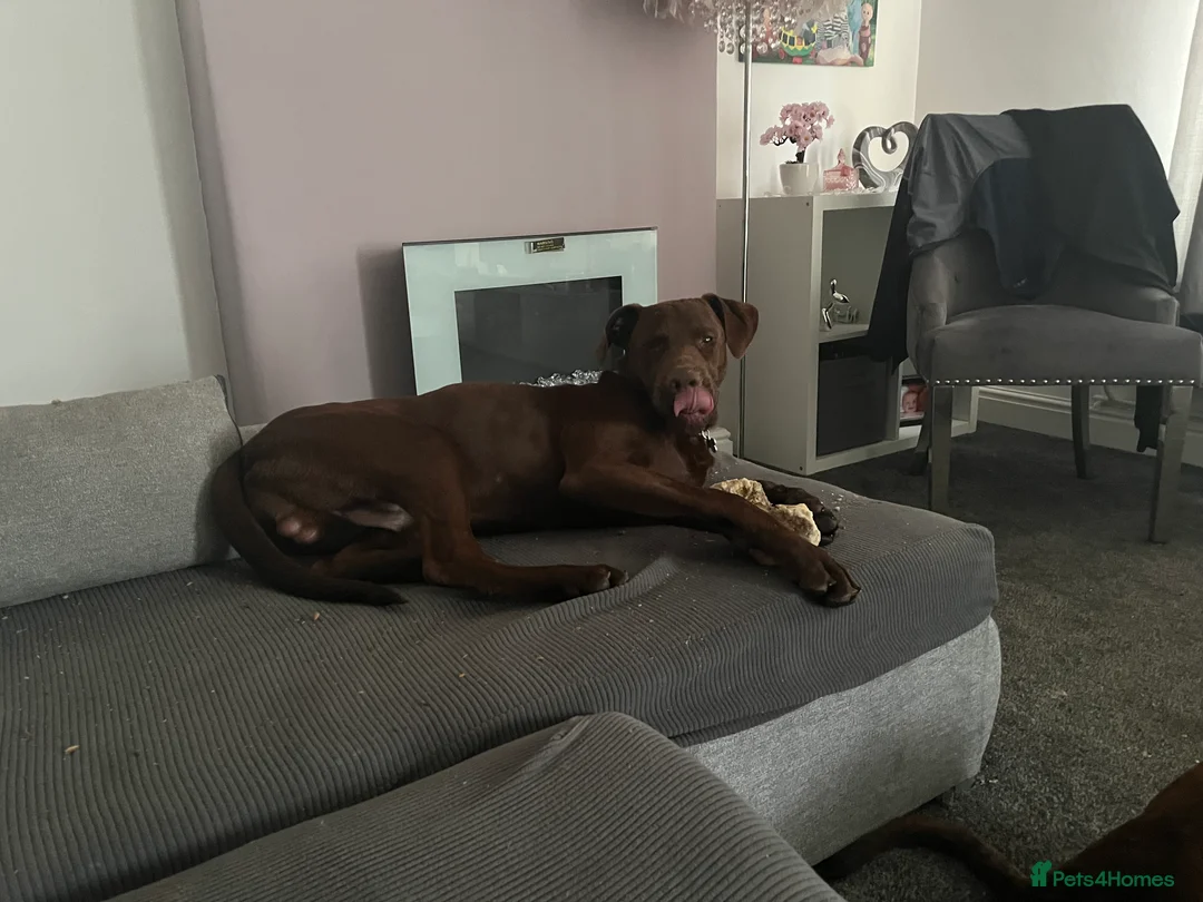 Mixed Breed dogs for sale: Presa x Doberman  - Advert 3