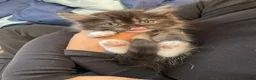 Mixed Breed cats for sale: Scottish fold / straight kittens  - Advert 5