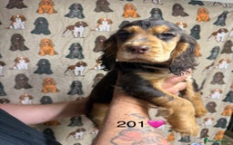 Cocker Spaniel dogs for sale: Chunky show type cocker spaniels  - Image 13