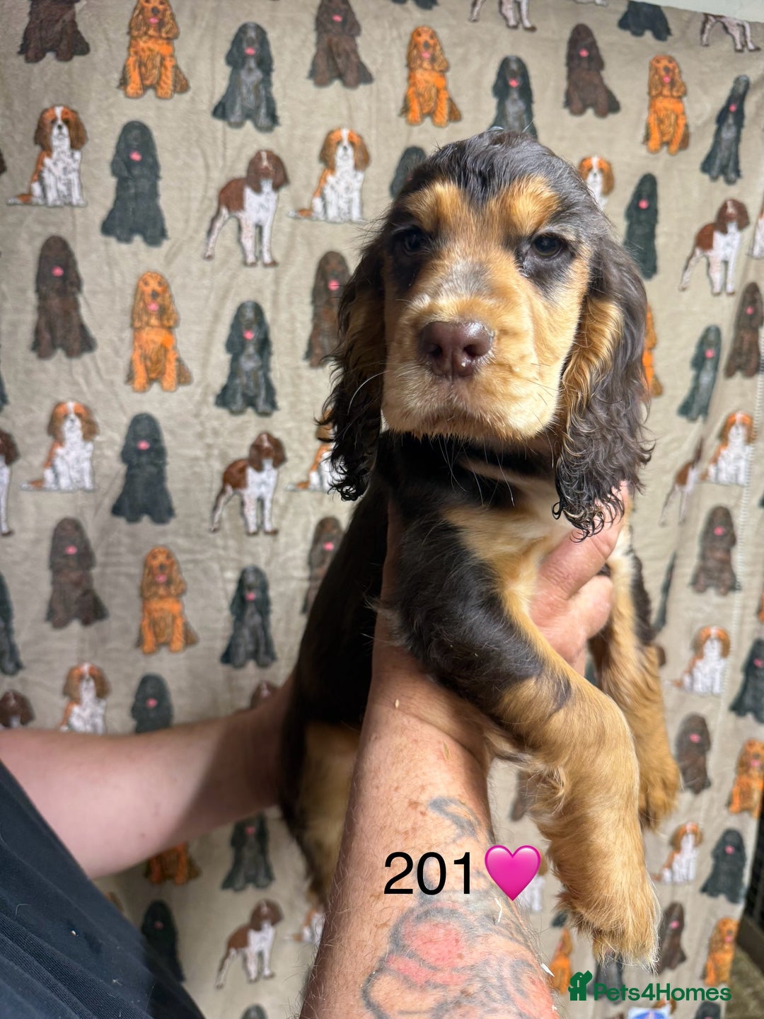 Cocker Spaniel dogs for sale: Chunky show type cocker spaniels  - Image 13