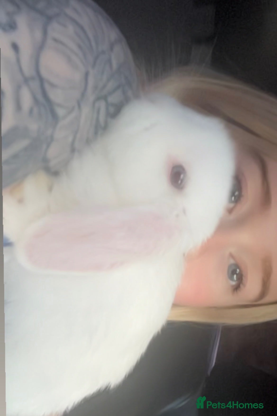 Mini Lop rabbits Twinkle - Advert 1