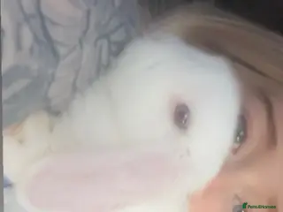 Mini Lop rabbits Twinkle - Advert 1