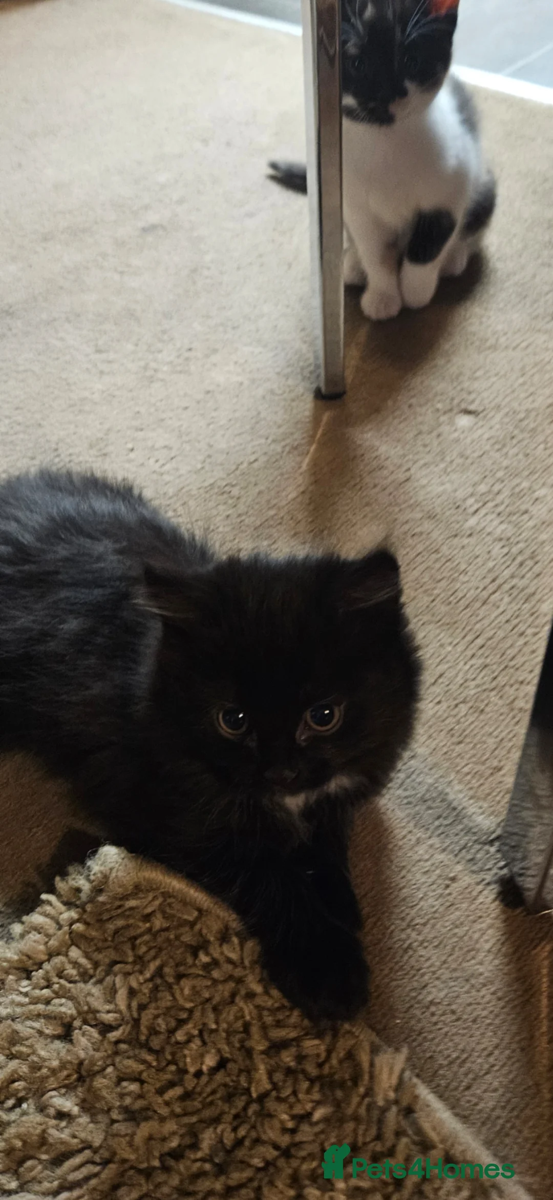 Mixed Breed cats for sale: 2 kittens in Oxford - Advert 2