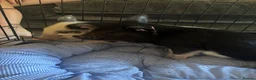 Pig livestock for sale: Pepper and George  in Colchester - Advert 4
