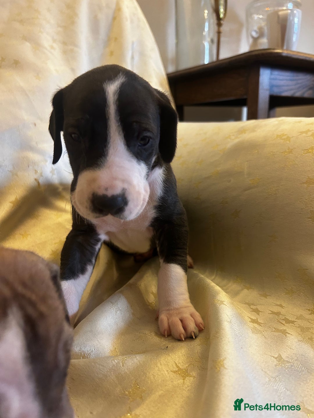 Great Dane dogs for sale: READY NOW… 3 BLACK GIRLS AVAILABLE  - Advert 27