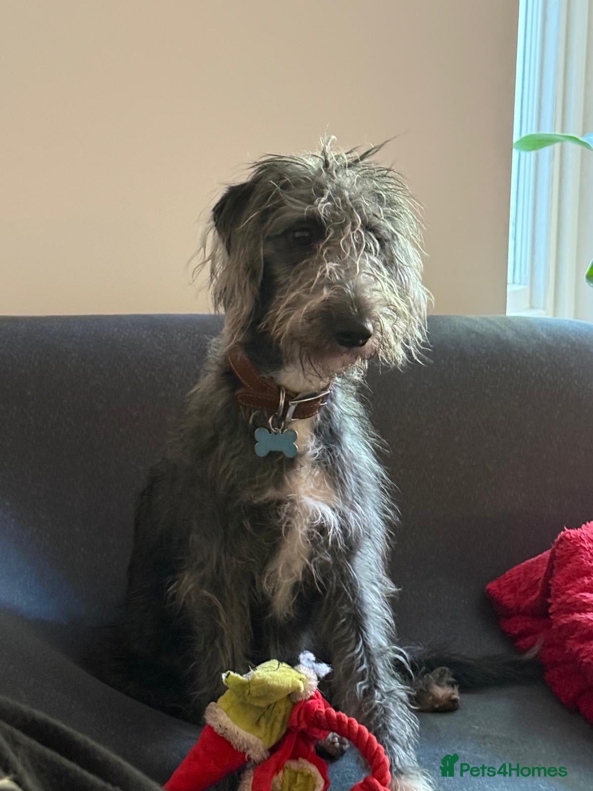 Mixed Breed dogs Beautiful Beddywhip pups for sale in Sussex - Advert 1