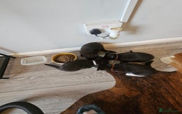 Mixed Breed cats for sale: 4 female kittens looking for forever homes  - Image 3