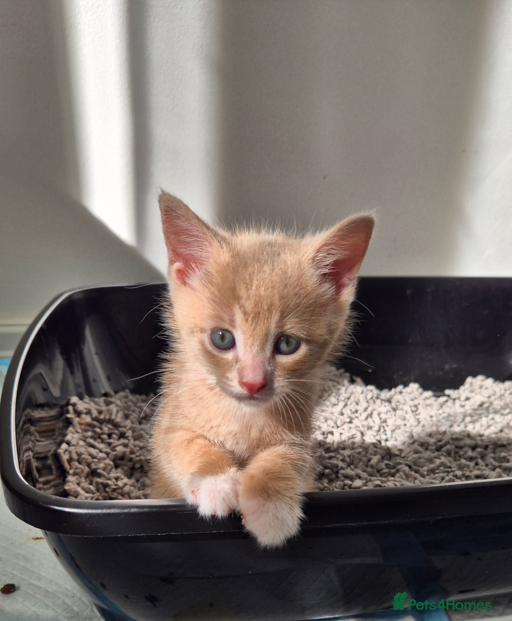 Mixed Breed cats Ready to go sweet ginger kittens  🐾 - Advert 1
