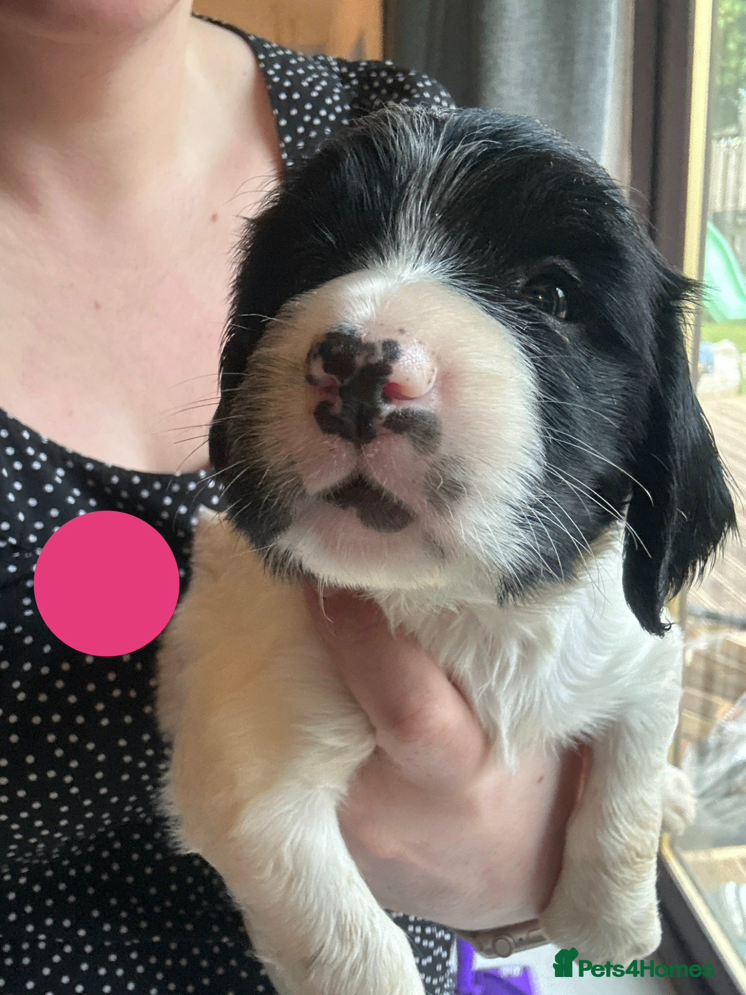 English Springer Spaniel dogs Gorgeous KC Springer Spainel Puppies  - Advert 1