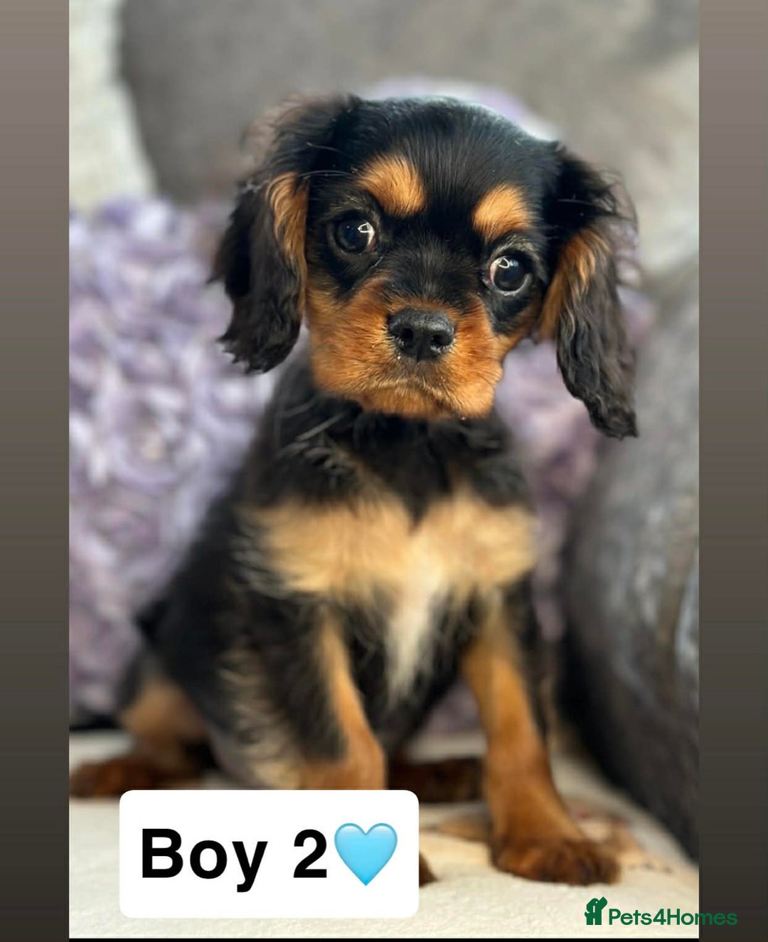 Cavalier King Charles Spaniel dogs for sale: Stunning KC registered Cavalier Pups - Advert 5
