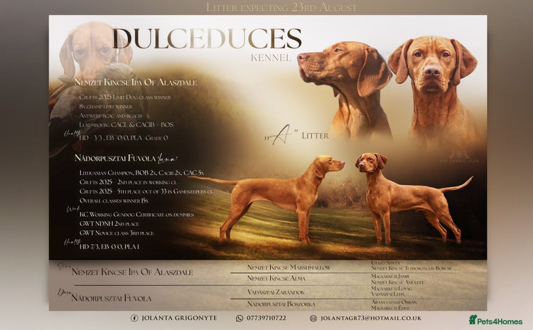 Hungarian Vizsla dogs KC register due purpose puppy  - Advert 7