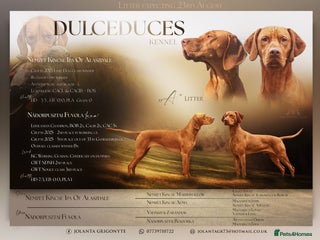 Hungarian Vizsla dogs KC register due purpose puppy - Advert 5