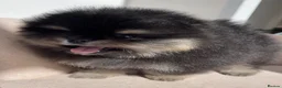 Pomeranian dogs for sale: 👑 Exclusive Rare Black & Tan Pomeranians 👑 - Advert 7
