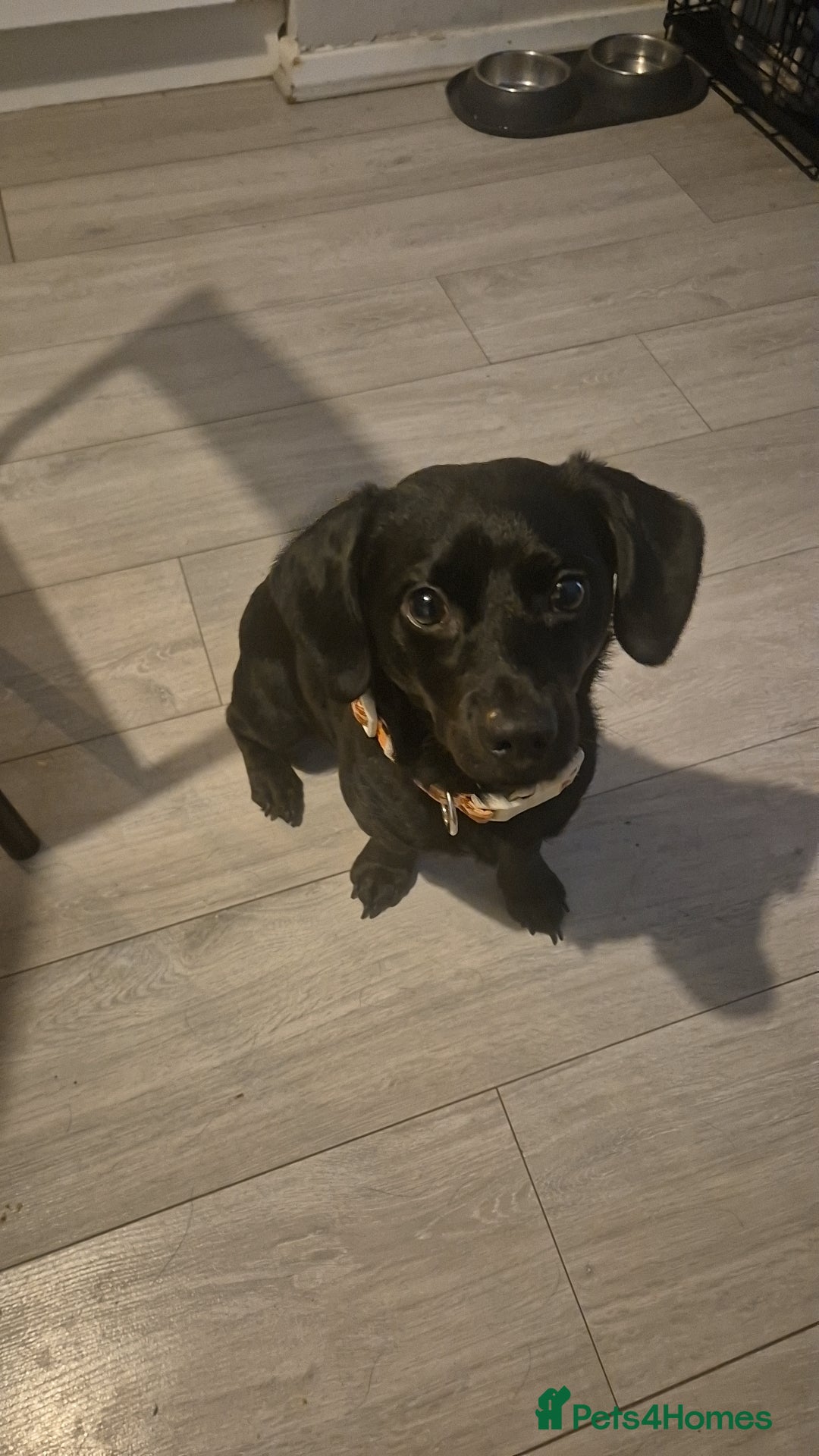 Mixed Breed dogs Milo  - Advert 8