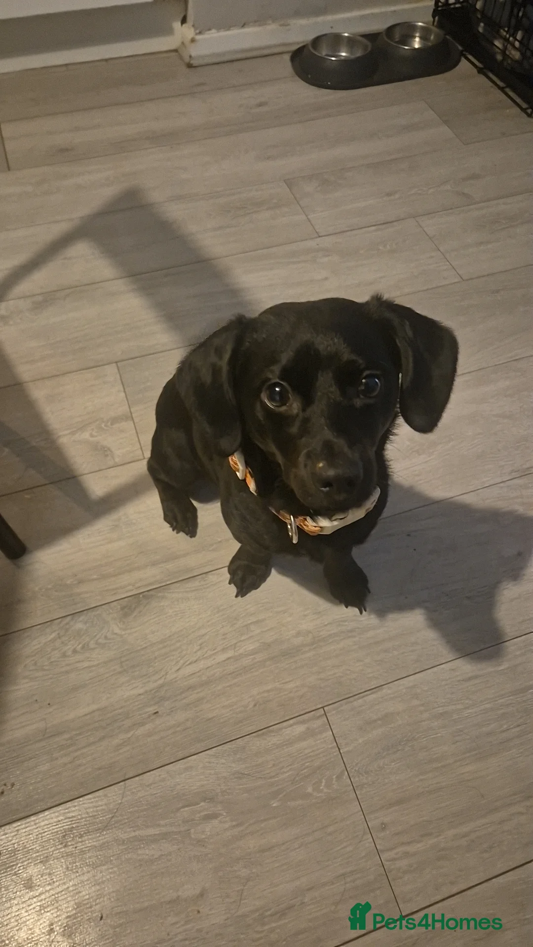 Mixed Breed dogs for sale: Milo  - Advert 1