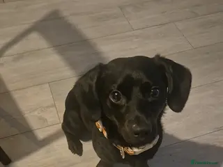 Mixed Breed dogs Milo - Advert 8