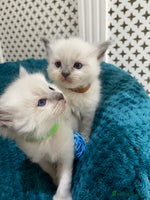 Ragdoll cats Adorable Ragdoll kitten - Advert 12