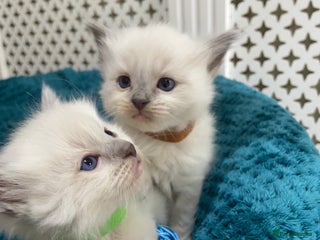 Ragdoll cats 1 boy and 1 gil available - Advert 5