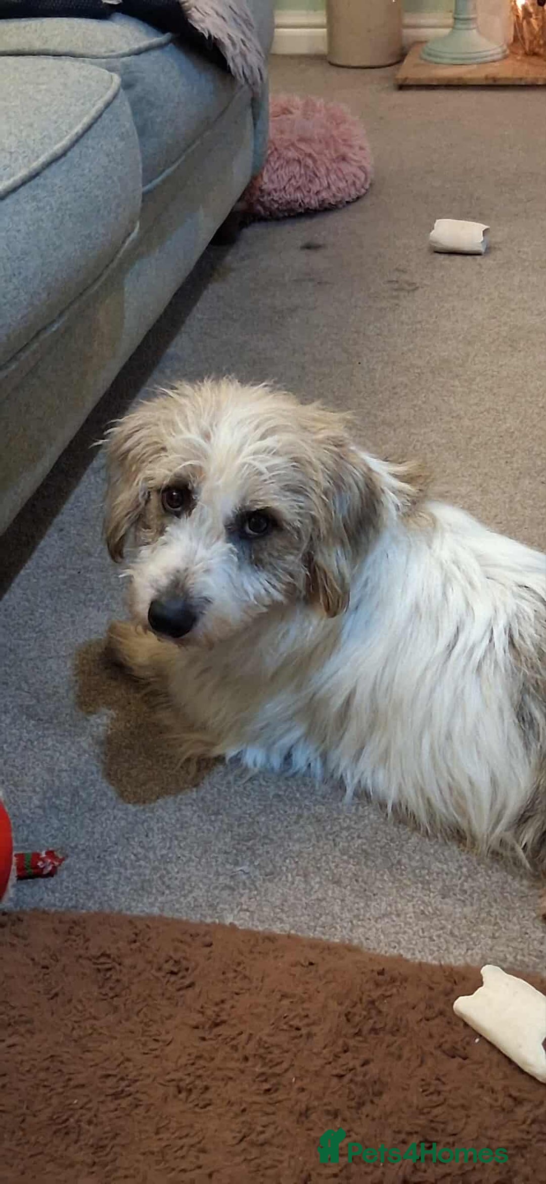 Mixed Breed dogs for adoption: TINK  - Advert 10