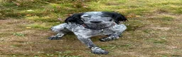 Cocker Spaniel dogs for sale: Working Cocker Spaniel - interest list open. - Advert 2