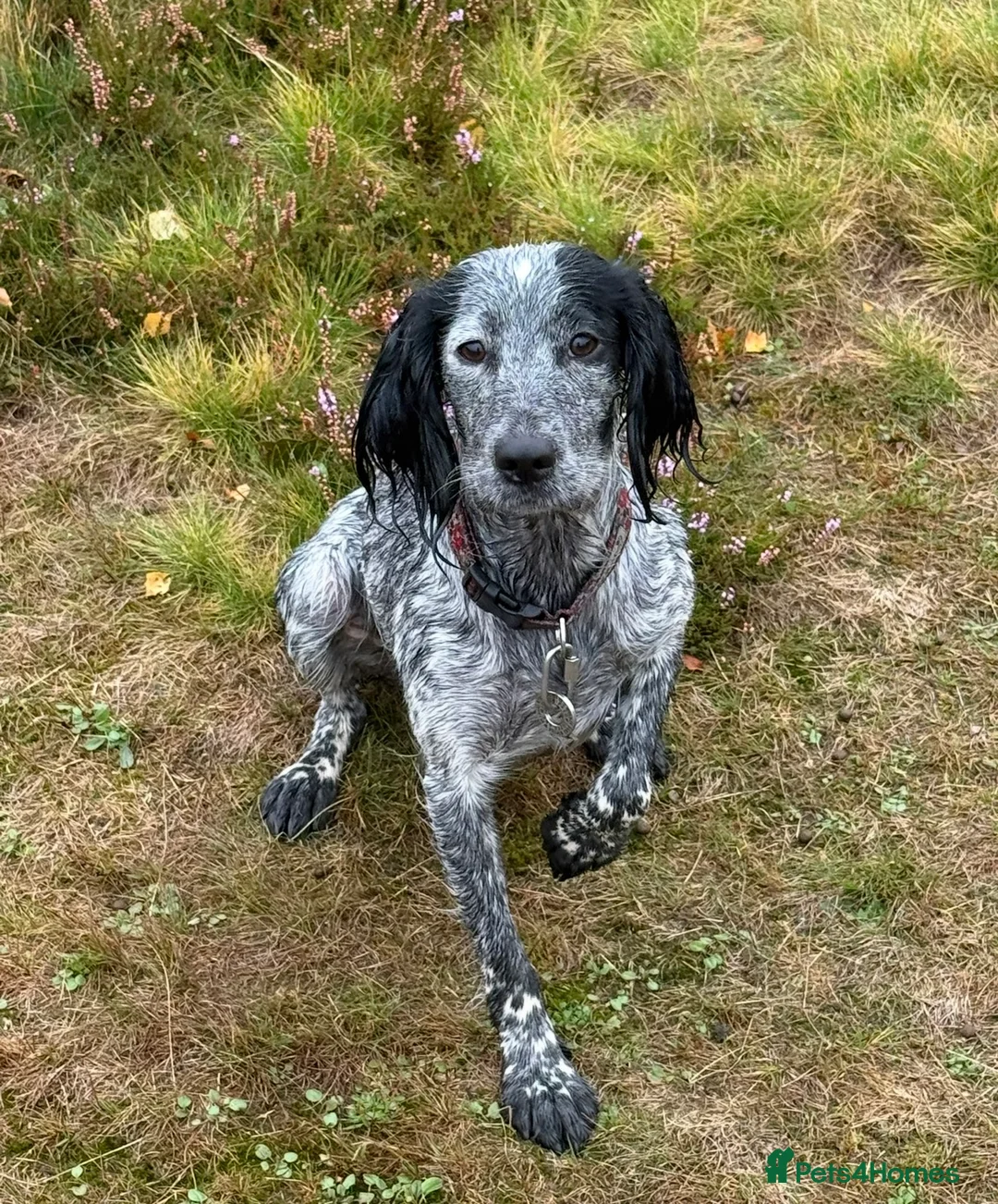 Cocker Spaniel dogs for sale: Working Cocker Spaniel - interest list open. - Advert 2
