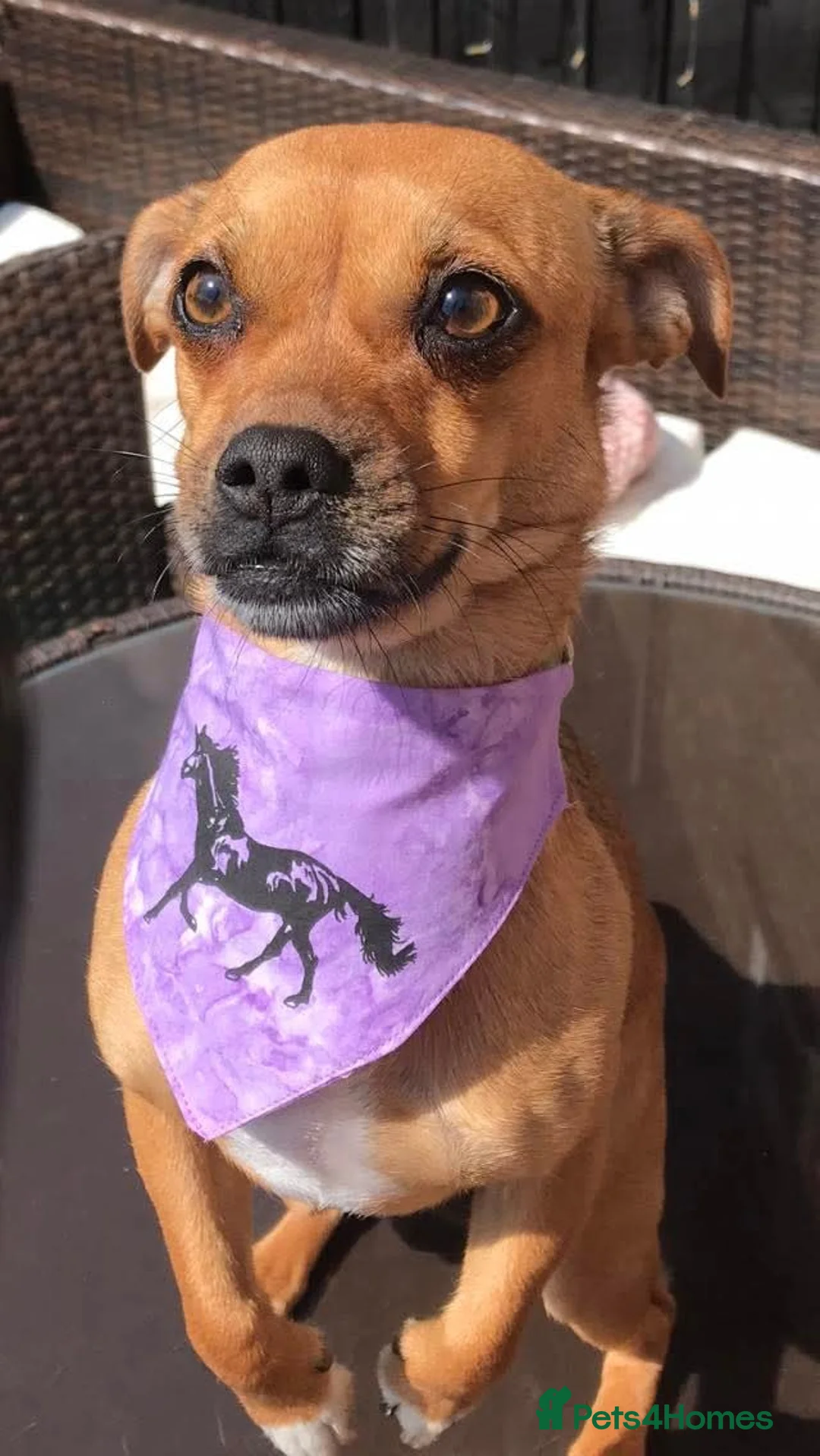 Jug dogs for sale: Jug puppies Jack Russell x pug puppies available - Advert 3