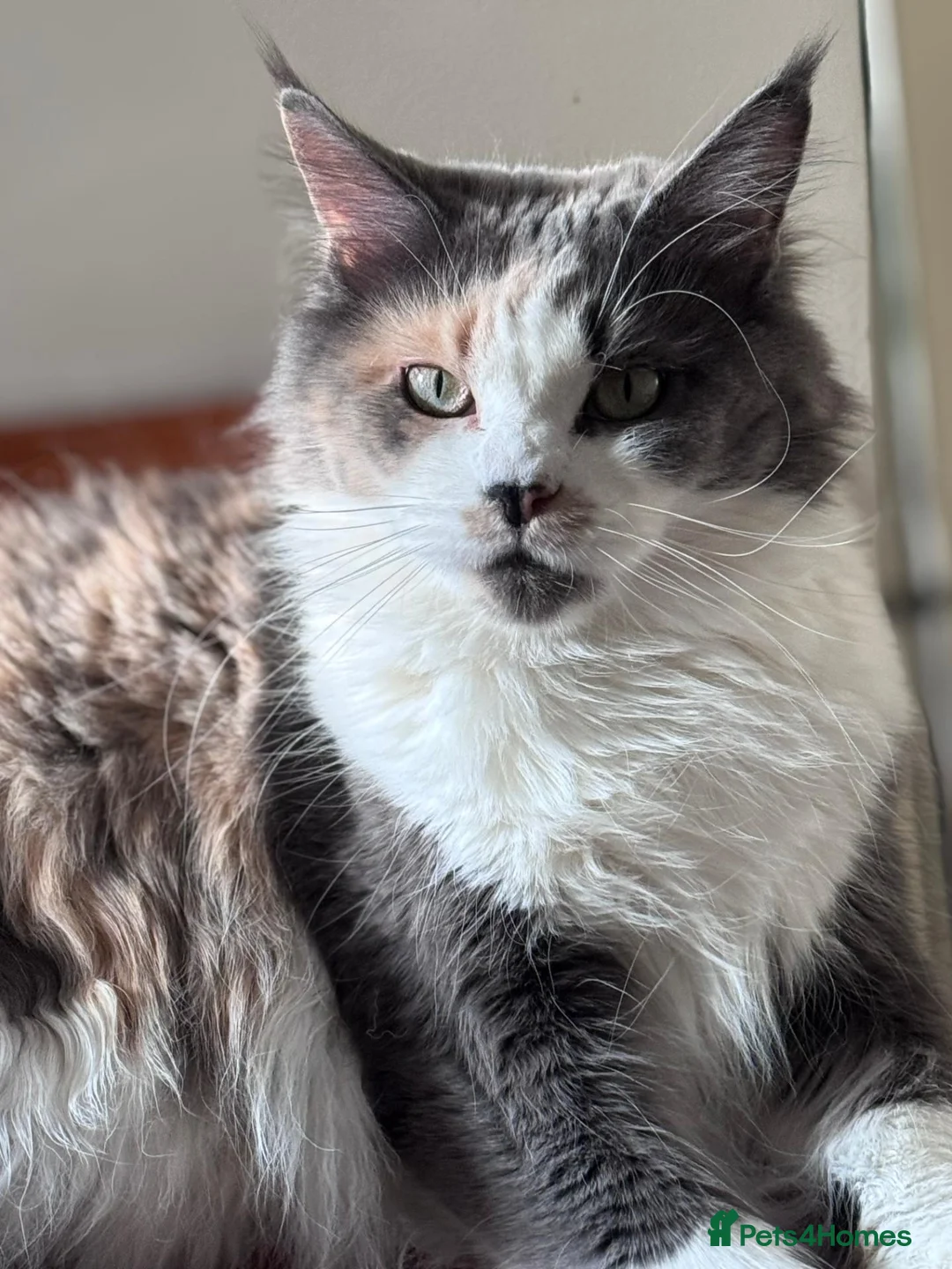 Maine Coon cats for sale: Gorgeous Maine Coon Kittens with GCCF Pedigree  - Advert 16