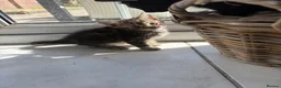Maine Coon cats for sale: Beautiful Bundles of Joy 🐾 - Advert 13