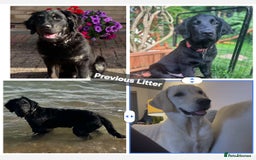 Goldador dogs for sale: Upcoming litter of beautiful F1B Goldadors - Image 10