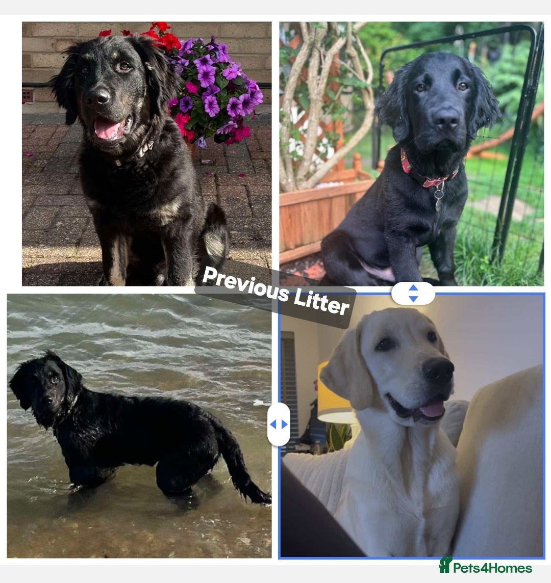 Goldador dogs for sale: Upcoming litter of beautiful F1B Goldadors - Image 10