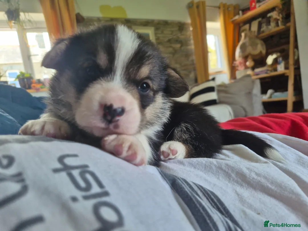 Welsh Corgi Pembroke dogs for sale: KC registered, tricolour boy, Pembrokeshire corgi  in Cardigan - Advert 12