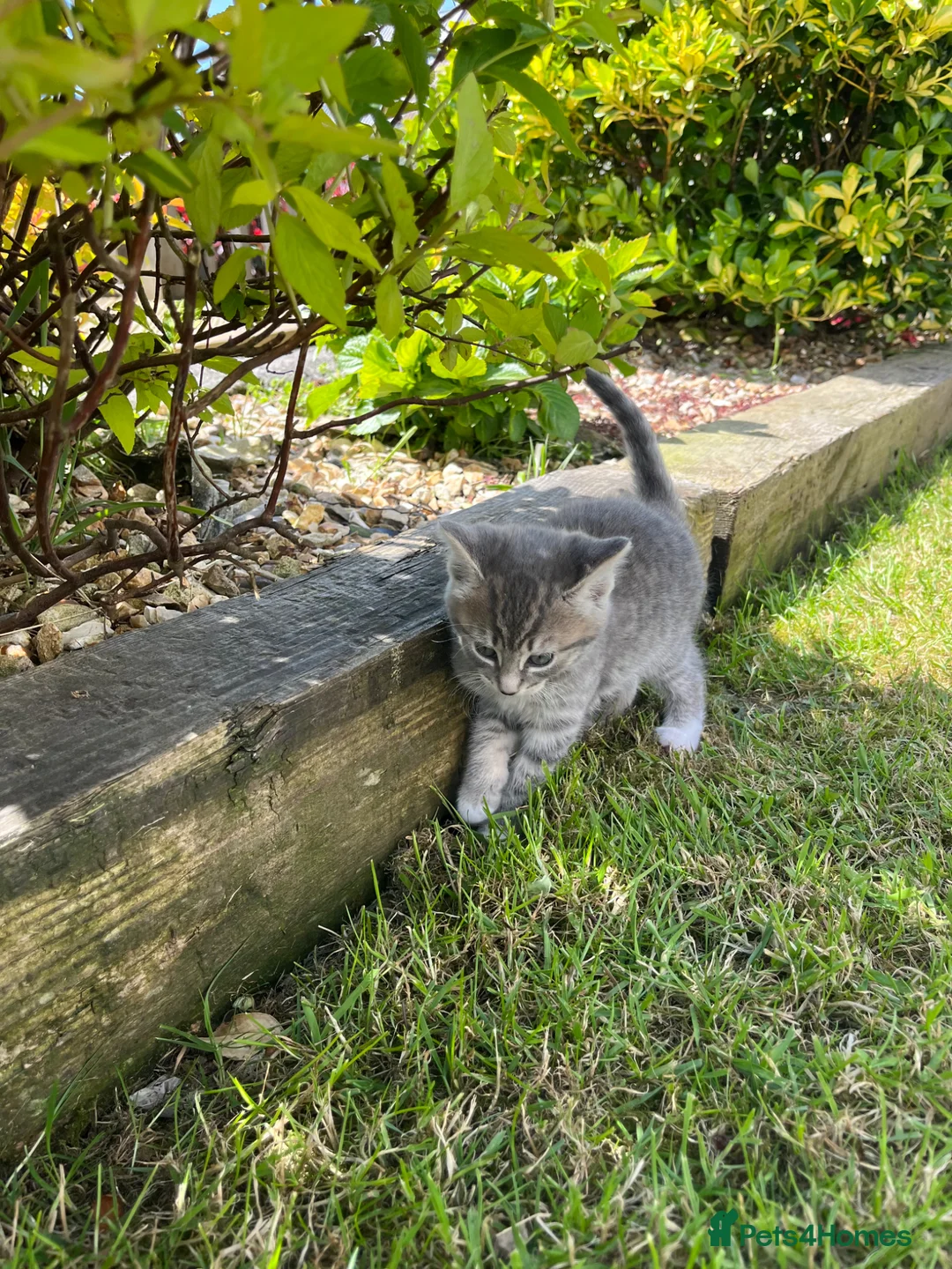 Mixed Breed cats for sale: Grey Tabby and White female  in Crediton - Advert 2
