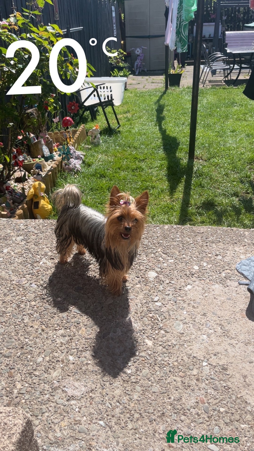 Yorkshire Terrier dogs for sale: Yorkshire terrier  **   - Advert 22