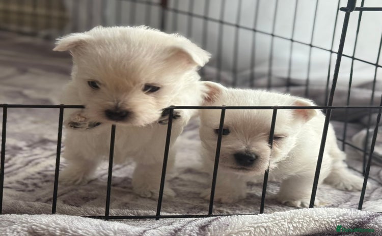West Highland Terrier dogs - Advert 1