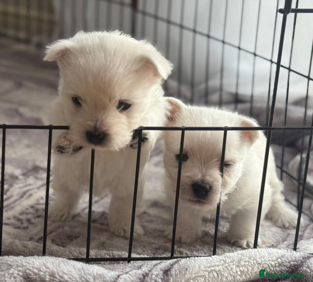 West Highland Terrier dogs for sale: KC West Highland Terrier - Image 1