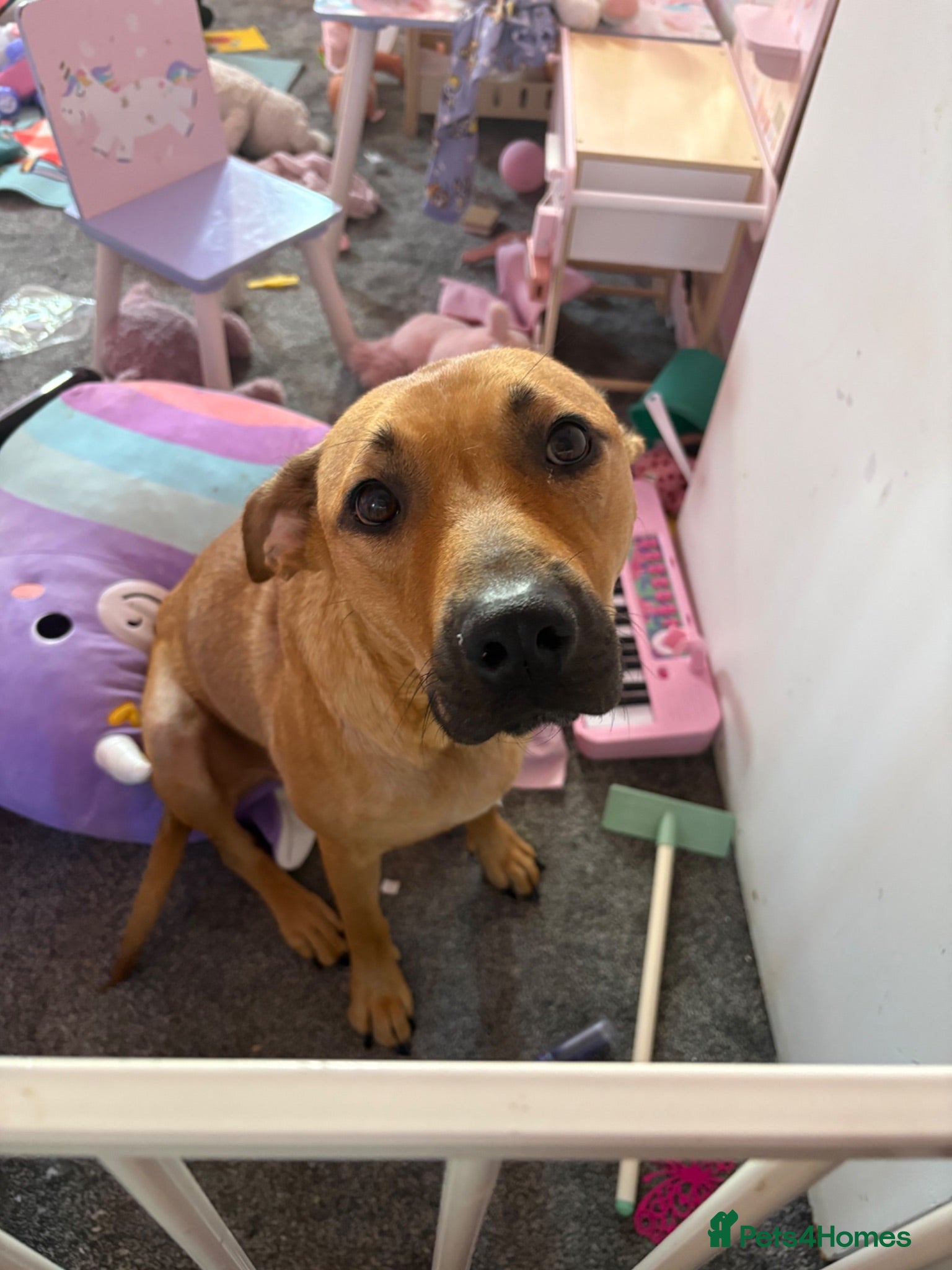 Mixed Breed dogs Male 1  - Advert 2