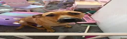 Mixed Breed dogs for sale: Male 1  in Nuneaton - Advert 1