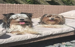 Biewer Terrier dogs for sale: Beautiful Biewer Terrier Pups - Image 13