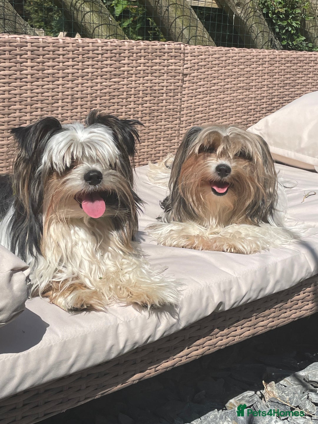 Biewer Terrier dogs for sale: Beautiful Biewer Terrier Pups - Image 13