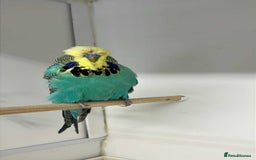 Budgerigars birds for sale: Selection of budgies  - Image 4