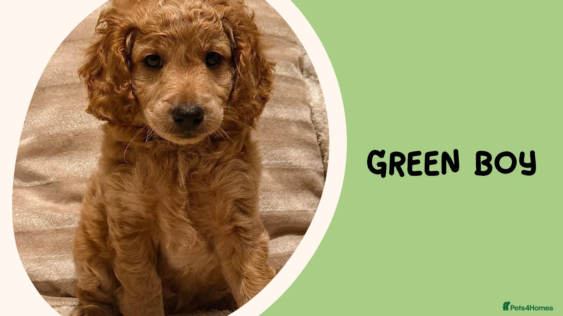 Cockapoo dogs for sale: Fox Red F2 Cockapoo Puppies - Advert 2