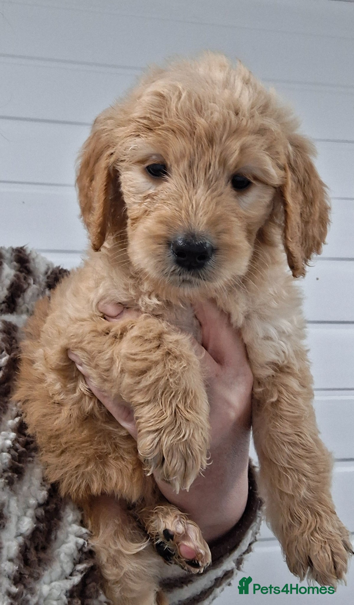 Goldendoodle dogs Golden retriever X Standard poodle F1 PUPS - Advert 1