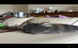 Lionhead rabbits for sale: Beautiful fluffy pure bred lion heads - Image 5