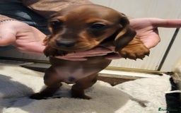 Dachshund dogs for sale: Adorable Mini Dachshund Puppies for Loving Homes.  - Image 3