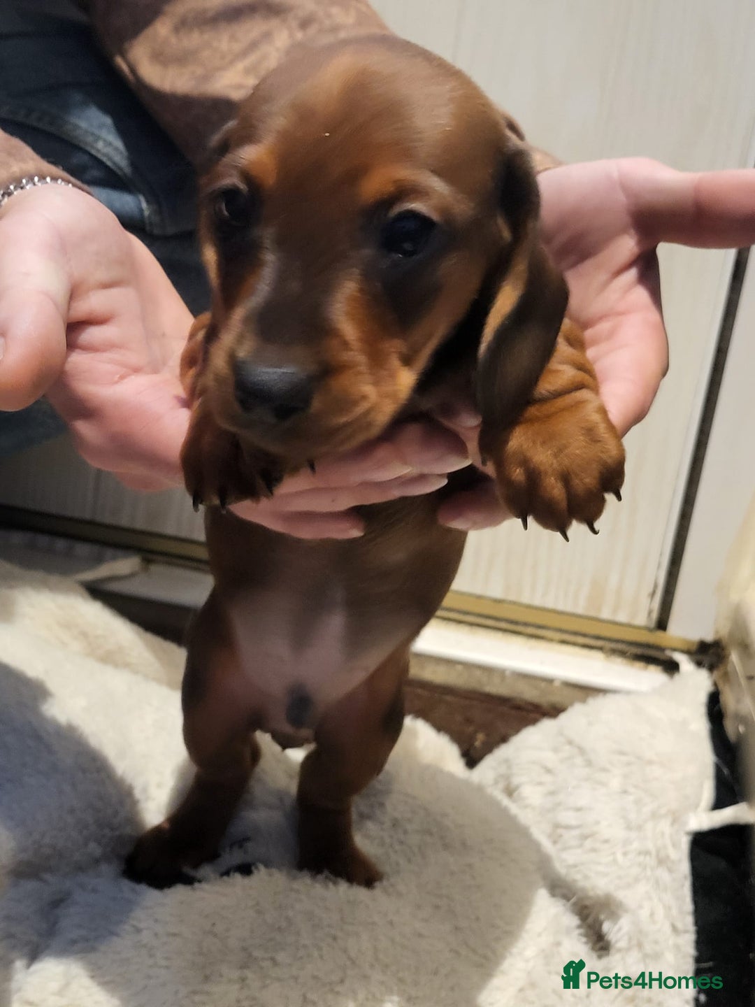 Dachshund dogs for sale: Adorable Mini Dachshund Puppies for Loving Homes.  - Image 3