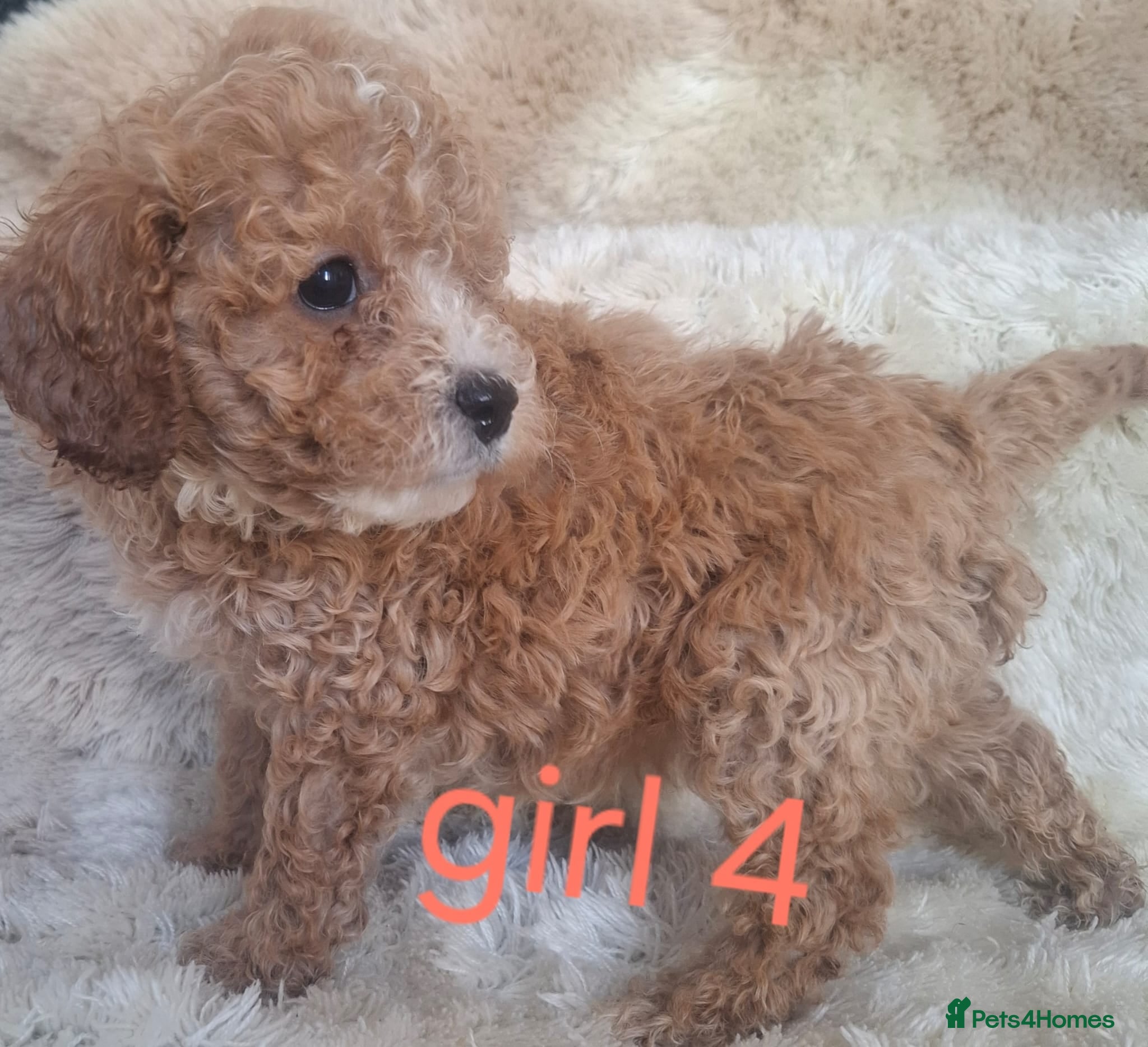 Cavapoo dogs Cavapoo beautiful 😍 litter rare fox red ♥️  - Advert 2