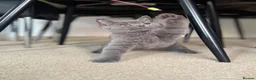British Shorthair cats for sale: Beautiful bicolor female and male kitten  - Advert 5