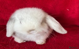 Mini Lop rabbits for sale: Adorable Pure Mini Lop Rabbits  - Image 3