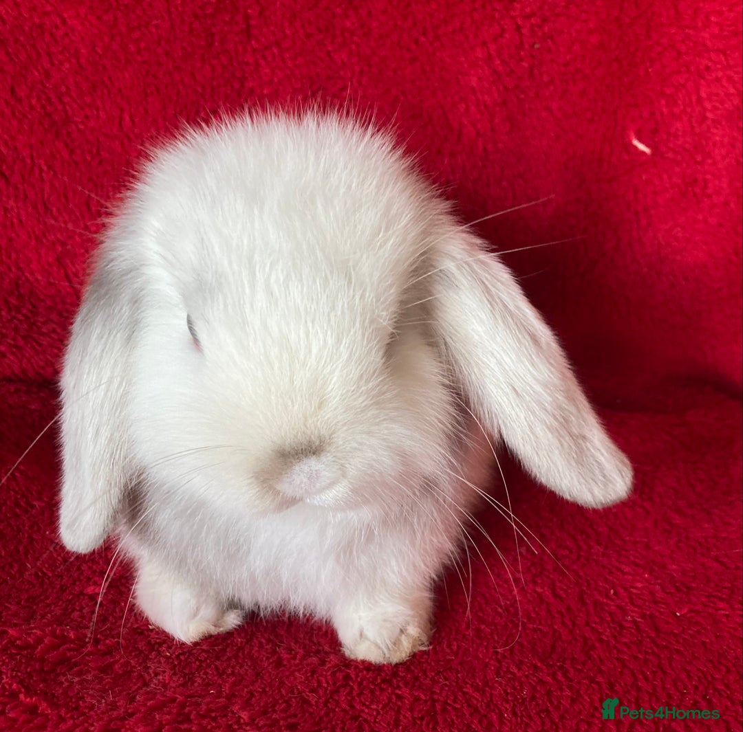 Mini Lop rabbits for sale: Adorable Pure Mini Lop Rabbits  - Image 3